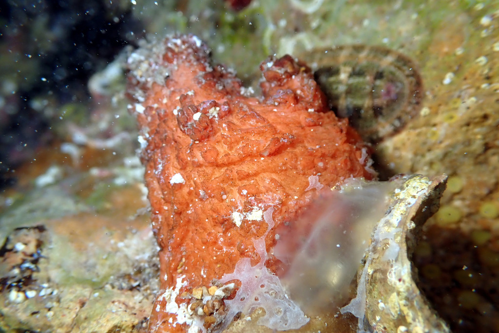 Pyura abradata