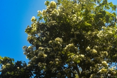 Archidendron hendersonii