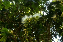 Archidendron hendersonii