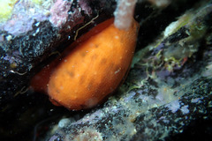 Notocypraea comptonii