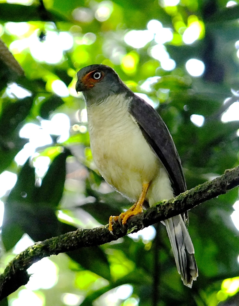 Lined Forest-Falcon
