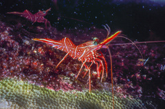 Rhynchocinetes australis