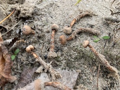 Tulostoma rufum