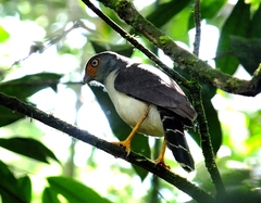 Micrastur gilvicollis