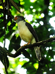 Micrastur gilvicollis