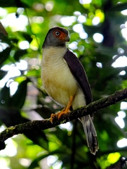 Micrastur gilvicollis