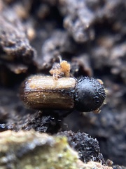 Trypodendron domesticum