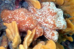 Aplidium multiplicatum