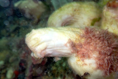 Stolidobranchia
