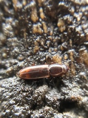 Rhizophagus bipustulatus