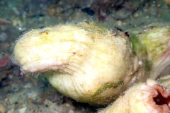 Stolidobranchia