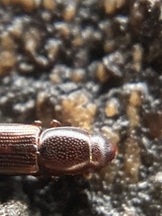 Rhizophagus bipustulatus