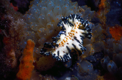 Maritigrella fuscopunctata