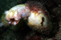 Stolidobranchia