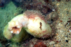 Stolidobranchia