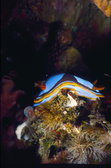 Chromodoris westraliensis