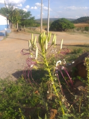 Tarenaya longicarpa