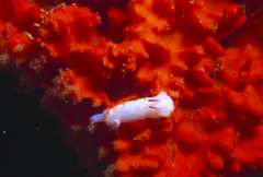 Mexichromis macropus