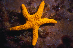Fromia polypora