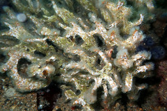 Salmacina australis