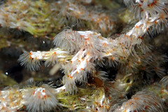 Salmacina australis