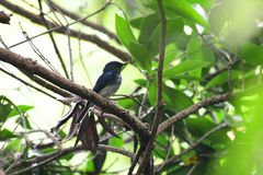 Cyornis hainanus