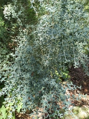 Cytisus commutatus