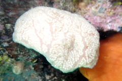 Aplidium multiplicatum