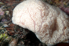 Aplidium multiplicatum