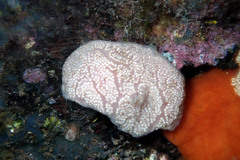 Aplidium multiplicatum