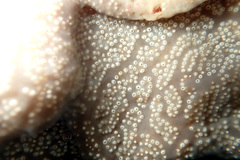Aplidium multiplicatum