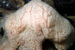 Aplidium multiplicatum