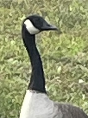 Branta canadensis image