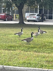 Branta canadensis image