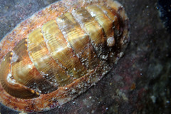 Rhyssoplax calliozona