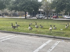 Branta canadensis image