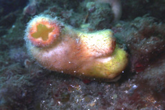 Stolidobranchia