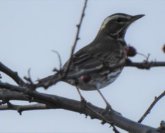 Turdus iliacus