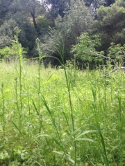 Festuca elmeri