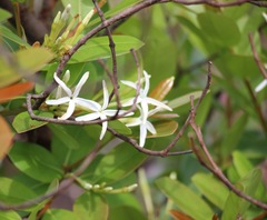 Willughbeieae