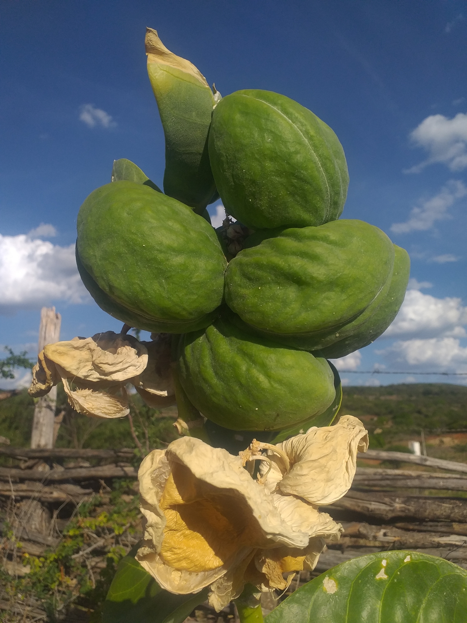 Calotropis procera