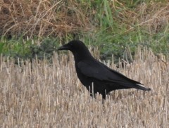 Corvus corone