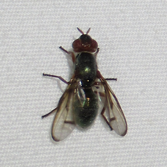 Senopterina caerulescens