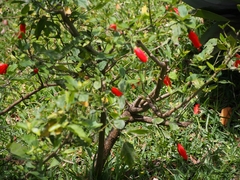 Malvaviscus concinnus