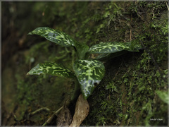 Goodyera daibuzanensis