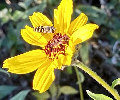iNaturalist observation photo of Western Aphideater