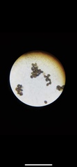 Panaeolus fimicola