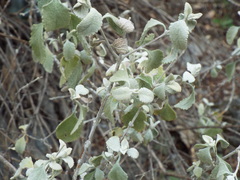 Buddleja marrubiifolia