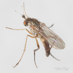 Calyxochaetus nodatus