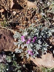 Astragalus purshii lectulus